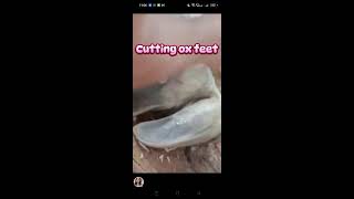 EYAY VLOG is live Cutting Ox Feet Short video live [upl. by Elockcin]