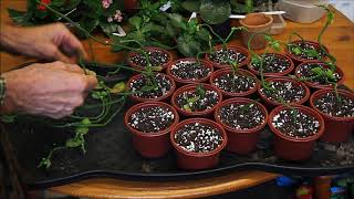 How to pot cuttings from Ceropegia sandersonii Part 2 [upl. by Mort]