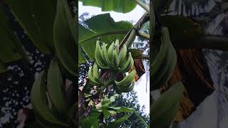 Day 19 banana update agriculture farmers life  happy day plantains new bananafarming fruit [upl. by Ennaegroeg]