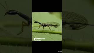 edit 5000bce animals viralsnake fly1millon [upl. by Niarda]