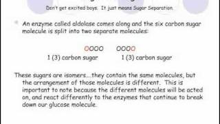 glycolysis for dummies [upl. by Alyak226]