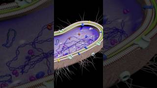 Kingdom Protista biology theoryofphysics physicsfun anubhavsir gwalior [upl. by Heddie]