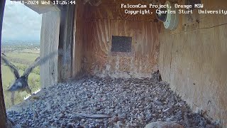 САПСАНЧИК ГУАДАРАМА ВИПАВ З ГНІЗДА ОРАНЖ АВСТРАЛІЯ 131124TWO CHICKS FALCON NEST ORANGE AUSTRALIA [upl. by Samy]