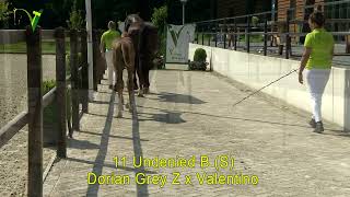 Veulenveiling Dronten  11  Undenied B S  Dorian Grey Z x Valentino [upl. by Nonek513]