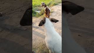 Cute Puppies Very Beautiful shorts youtubeshorts cuteness [upl. by Dixon]