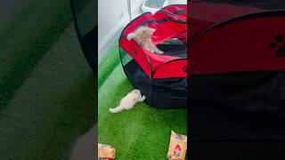 Cute kittens playing cat lovecats cats catvideos kittens catlover princesscat kitten [upl. by Eadith]