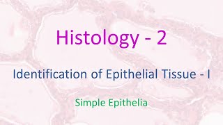 Histology  2  Identification of Epithelial Tissue  I  Simple Epithelia [upl. by Tletski909]