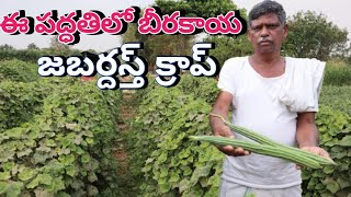 vegetable farmingridge gourd farming ఈ పద్ధతిలో బీరకాయ సాగు జబర్దస్త్ క్రాప్ [upl. by Tenneb1]