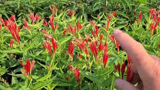 Spigelia Ragin Cajun Indian Pink  Superb👍 Floriferous and Highly Sought After NATIVE Perennial 👏 [upl. by Loar]