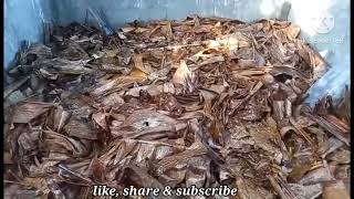 Preparation of Banana Leaves for Volva Mushroom Weng [upl. by Anauqat]