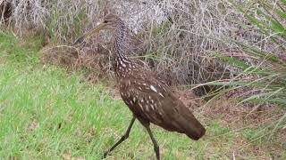 limpkin clicking call [upl. by Imer]