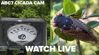 LIVE ABC7 Chicago Cicada Cam [upl. by Aneehs]