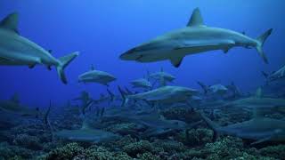 The Wall of SharksFakarava South PassFrench Polynesia [upl. by Oimetra]