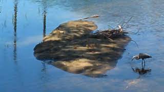 Keene NH Ashuelot River Park Crane Eat Fish for Lunch 7 4 2018 1 [upl. by Adrell]