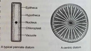 Class 46 Phylum Stramenopila [upl. by Folly]