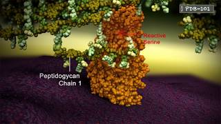 Penicillin Binding Protein Crosslinking peptidoglycan chains [upl. by Arreit17]