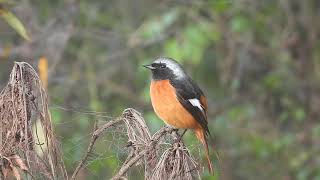 딱새Daurian redstart [upl. by Idden]