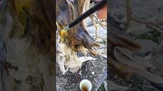 How to apply Lime Sulfur on Bonsai [upl. by Inessa]