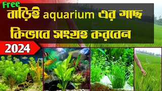 ফ্রিতে aquarium এর গাছ কিভাবে সংগ্রহ করবেন 🌱Easy aqua plants for new aquarist fish [upl. by Ane]