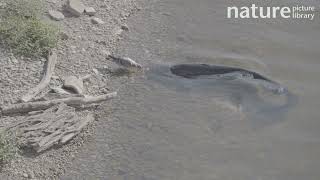 Wels catfish Silurus glanis attacks Feral pigeon Columba livia domestica River Tarn France [upl. by Dutch]