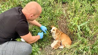 Heartwarming Rescue amp Adoption of Abandoned Mama Dog and Her Babies [upl. by Nanah]