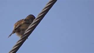 Zitting Cisticola calling [upl. by Eugene880]