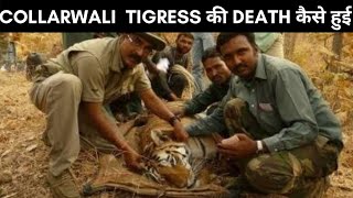 What Happened to Collarwali Tigress fact shorts Collarwali Tigress [upl. by Parik]