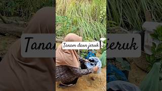 Tanam daun jeruk belimbing daun sop di casa ega [upl. by Ahcire421]