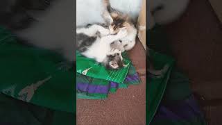 Cute cat music remix dj musica funk taylorsversion [upl. by Narot860]