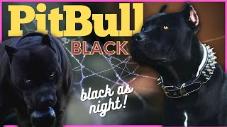 Black Pitbull Dog Breed Profile Almost like a black panther [upl. by Idram235]