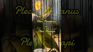 Pleci montanus vz Pleci merapi birds burungmerdu birdslover kicaumania [upl. by Maureene794]