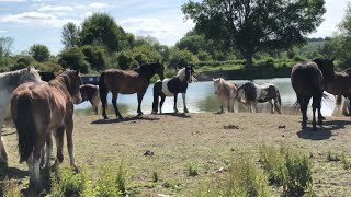 Inspecting Port Meadow and Seeking Black Jacks Hole Oxford June 20th 2024 [upl. by Pattison484]