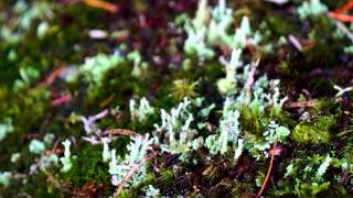 Boreal Forest  Saguenay [upl. by Elenore]