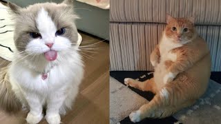 Try not to laugh 😂 funniest cats in 2024 pt23 [upl. by Yelhak]