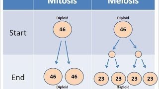 Mitosis vs Meiosis [upl. by Arlen956]