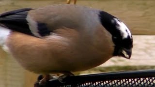 Leucistic Bullfinch [upl. by Yblehs]