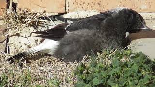 Australian Magpies Relaxing [upl. by Oicneconi]