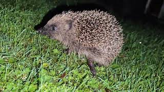 Hedgehog Erinaceus europaeus in garden Co Tyrone Northern Ireland 25112024 [upl. by Ttirb]