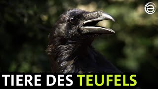 Tiere des Teufels  Erlebnis Erde [upl. by Ydissahc]