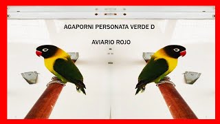 Agapornis PERSONATA Verde D ✅ Mutaciones de Agapornis Personatas [upl. by Celio]