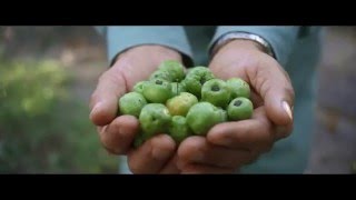 Acerola Cherries The Key to Nutrilite Vitamin C [upl. by Shiller]