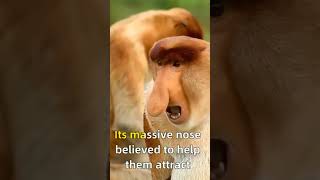 Proboscis Monkey The LongNosed Primate You Wont Forget Extraordinary Monkeys  Part 2 [upl. by Avitzur]