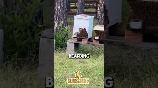 🐝 Bees Bearding What is THIS Farm LifeHomestead country bees farmlife home shorts [upl. by Oicram563]