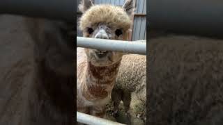 The weanlings arguing one is more vocal than the others alpacas argument funny [upl. by Hekker662]