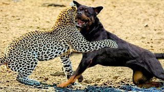 MEILLEUR ATTAQUES du CHIEN ROTTWEILER  Le Plus PUISSANT CHIEN DU MONDE [upl. by Hallett969]