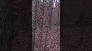 Right in the boiler room hunting bowhunting deerhunting mathewsarchery [upl. by Solraced]