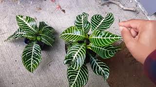 How to grow Zebra Plant  Aphelandra squarrosa [upl. by Meehan]