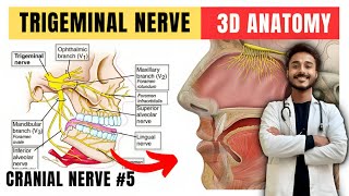 trigeminal nerve anatomy  fifth cranial nerve anatomy  maxillary nerve anatomy [upl. by Candida]