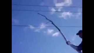 touching a power line with a tree branch [upl. by Heidi705]