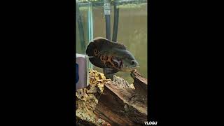 Firemouth cichlid and oscar cichlid [upl. by Notsle]